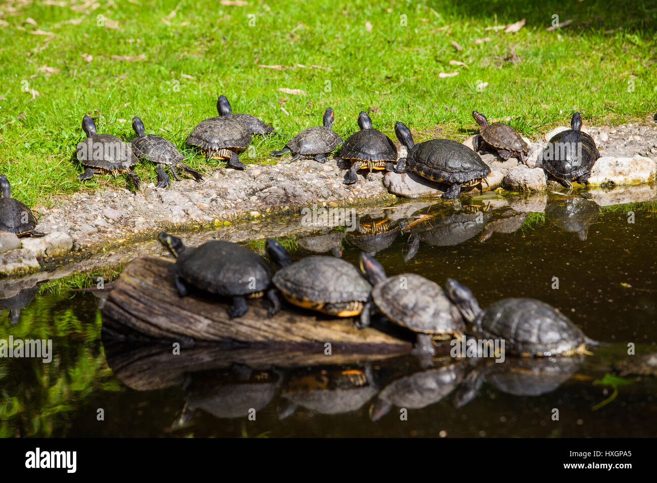 Schildkröten Sonnen. Schildkröten machen Sonnenbaden Stockfoto