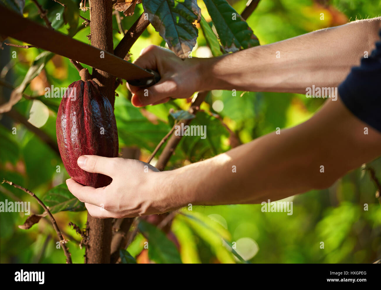 Schneiden Kakaofrucht vom Baum Closeup auf natürliche der Hintergrund jedoch unscharf Stockfoto