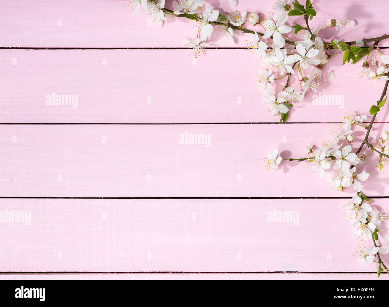 Rosa aus Holz Hintergrund mit blühenden Kirschbäume Niederlassungen. Stockfoto