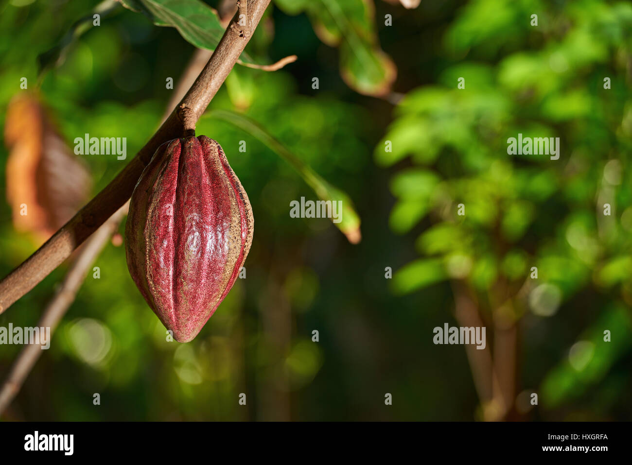 Kakao Farm Plantage Nahaufnahme auf Kakaofrucht Ernte. Eine Rohkost Schokolade Stockfoto