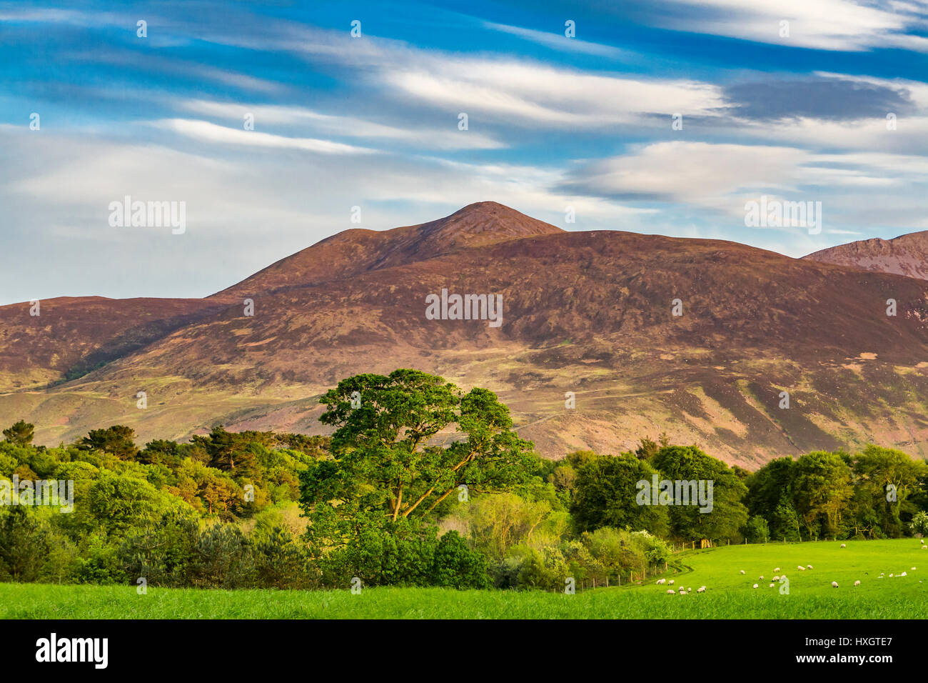 Purple Mountain, Killarney National Park, County Kerry, Irland Stockfoto