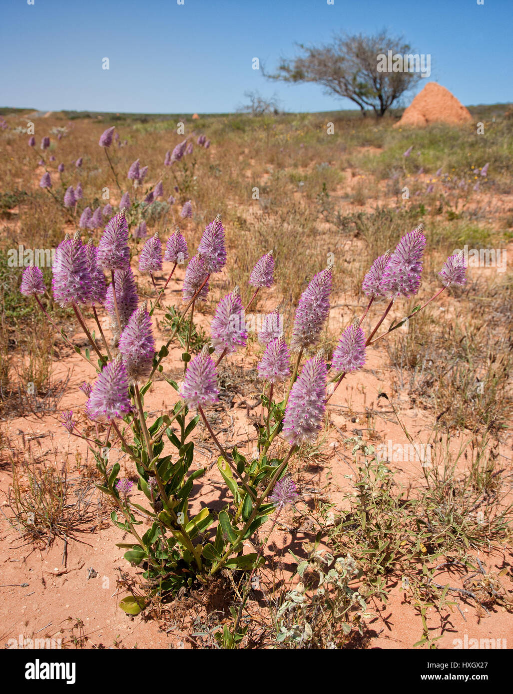 Tall Mulla Mulla Ptilotus Exalltatus unter den dort wachsenden Termite Teiche in den ariden West Australian outback Stockfoto