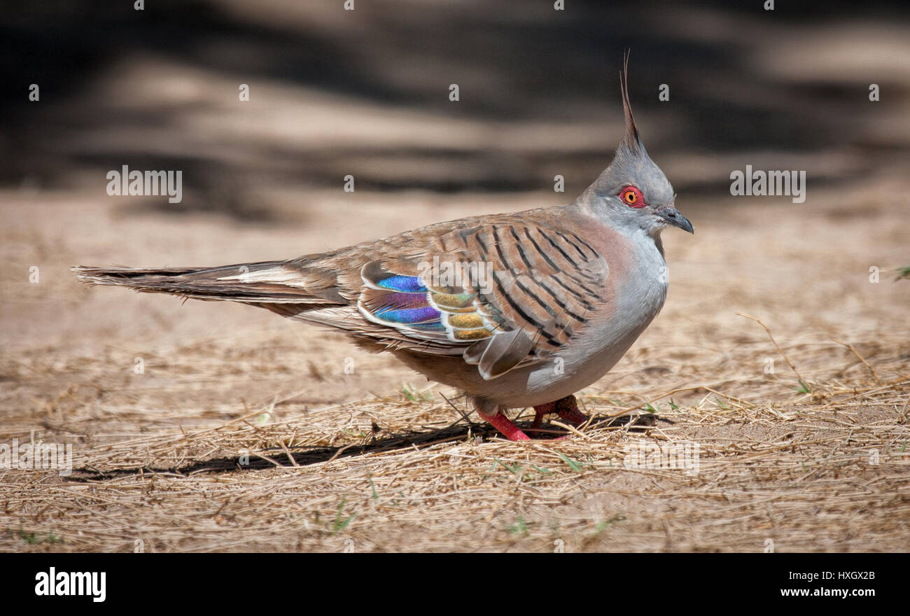 Cested Taube Ocyphaps Lophotes Fütterung ebenerdig in South Western Australia Stockfoto