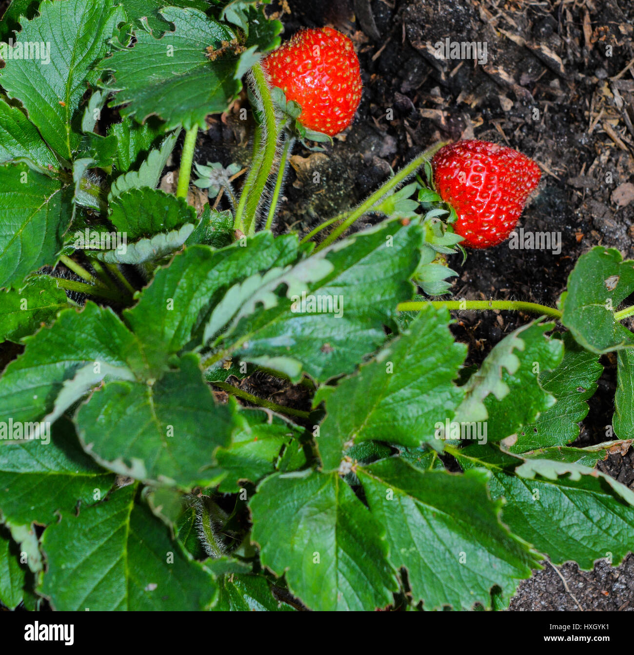 Immertragende Erdbeeren Rip an der Pflanze Stockfoto