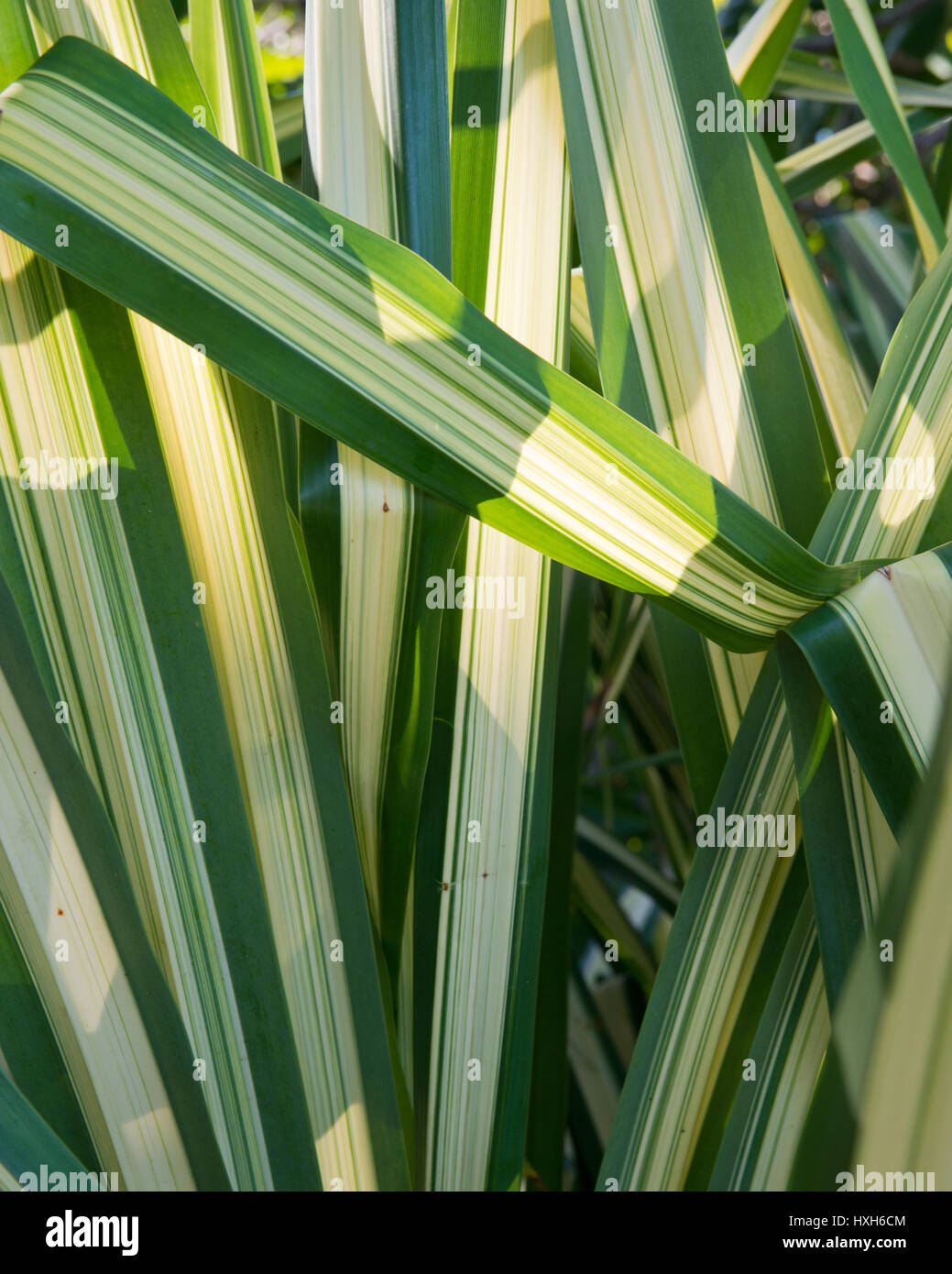 Detail von chlorophytum Comosum auf der Insel Mahé, Seychellen, Indischer Ozean Stockfoto