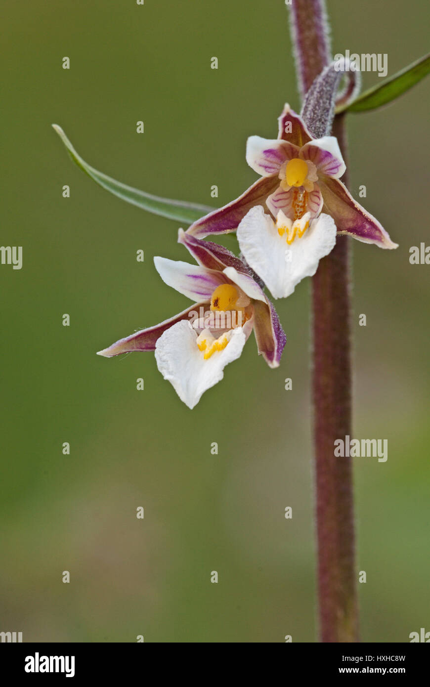 Marsh Helleborine (Epipactis Palustris) in voller Blüte. Eine Orchidee, die in den Feuchtgebieten im späten Frühjahr bis Frühsommer auftritt. Stockfoto