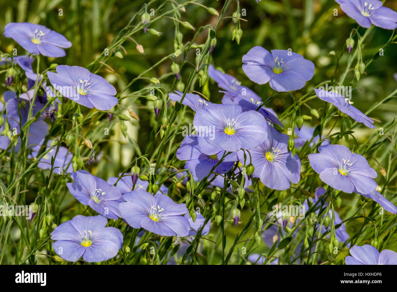 Viele blaue Bettwäsche Blume an einem sonnigen Sommertag im Dorf Garten Stockfoto