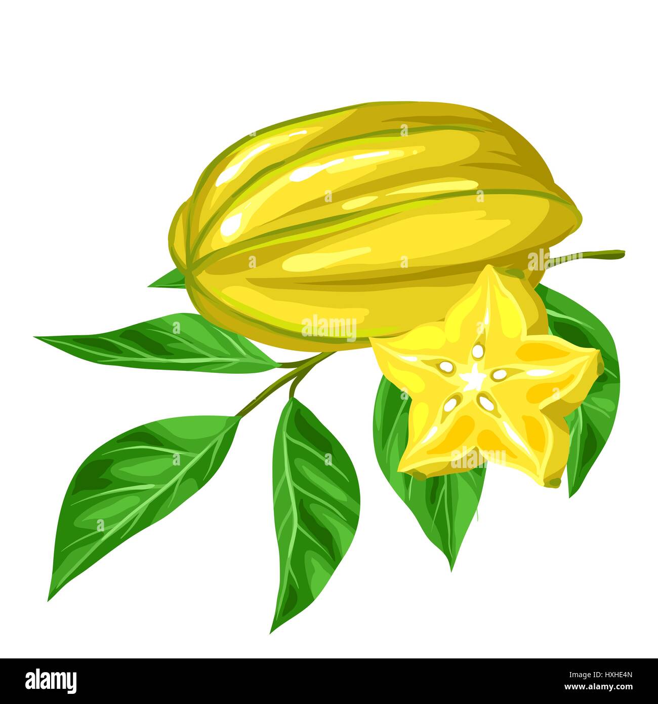 Sternfrucht Karambolen isoliert auf weißem Hintergrund. Illustration der  tropischen Pflanze Stock-Vektorgrafik - Alamy
