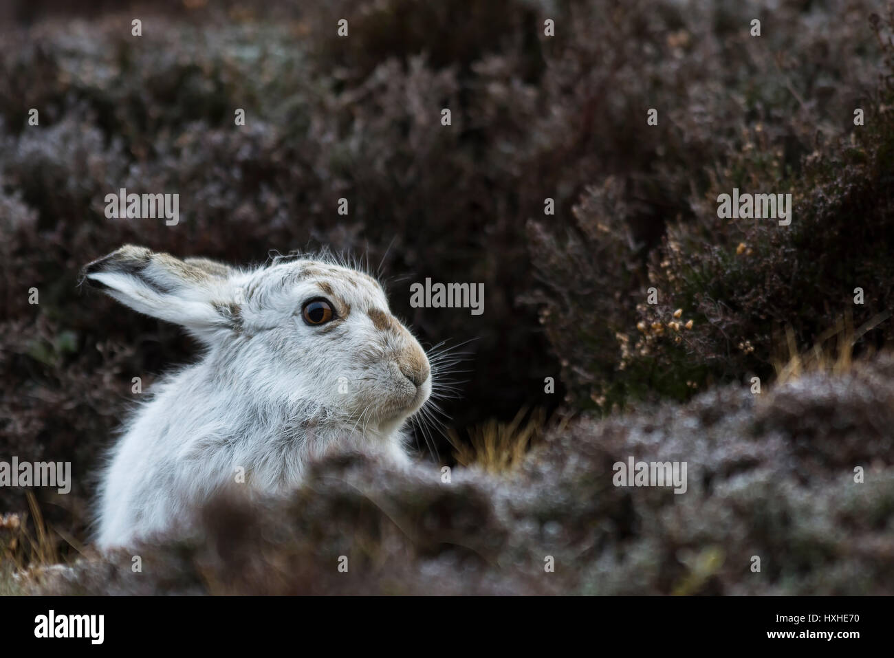 Berghase (Lepus timidus) Rasting - Cairngorms National Park, Schottland, Großbritannien Stockfoto