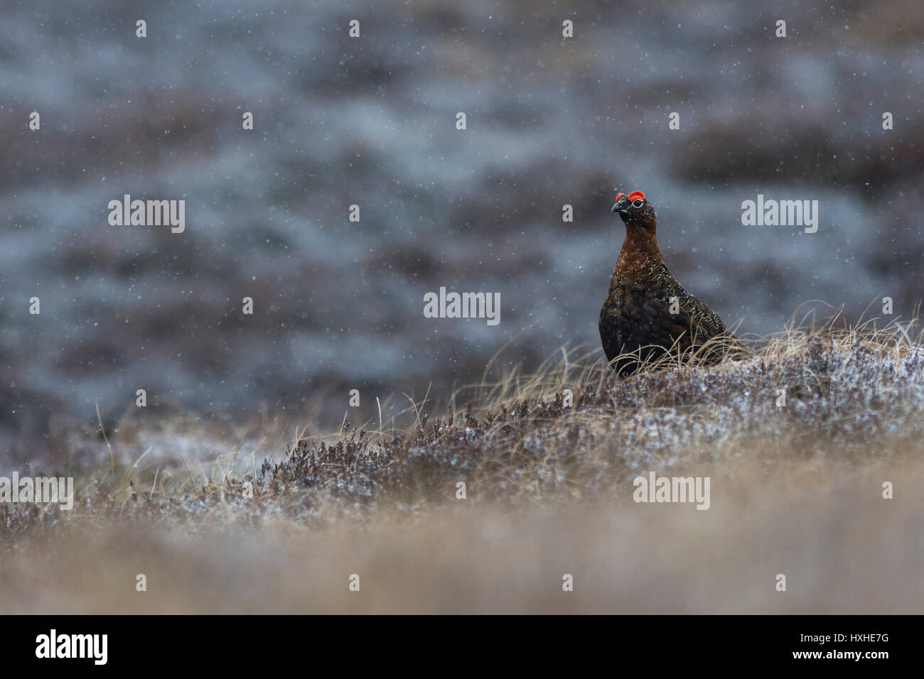 Männliche Moorschneehuhn im Schnee - Cairngorms National Park, Schottland, Großbritannien Stockfoto