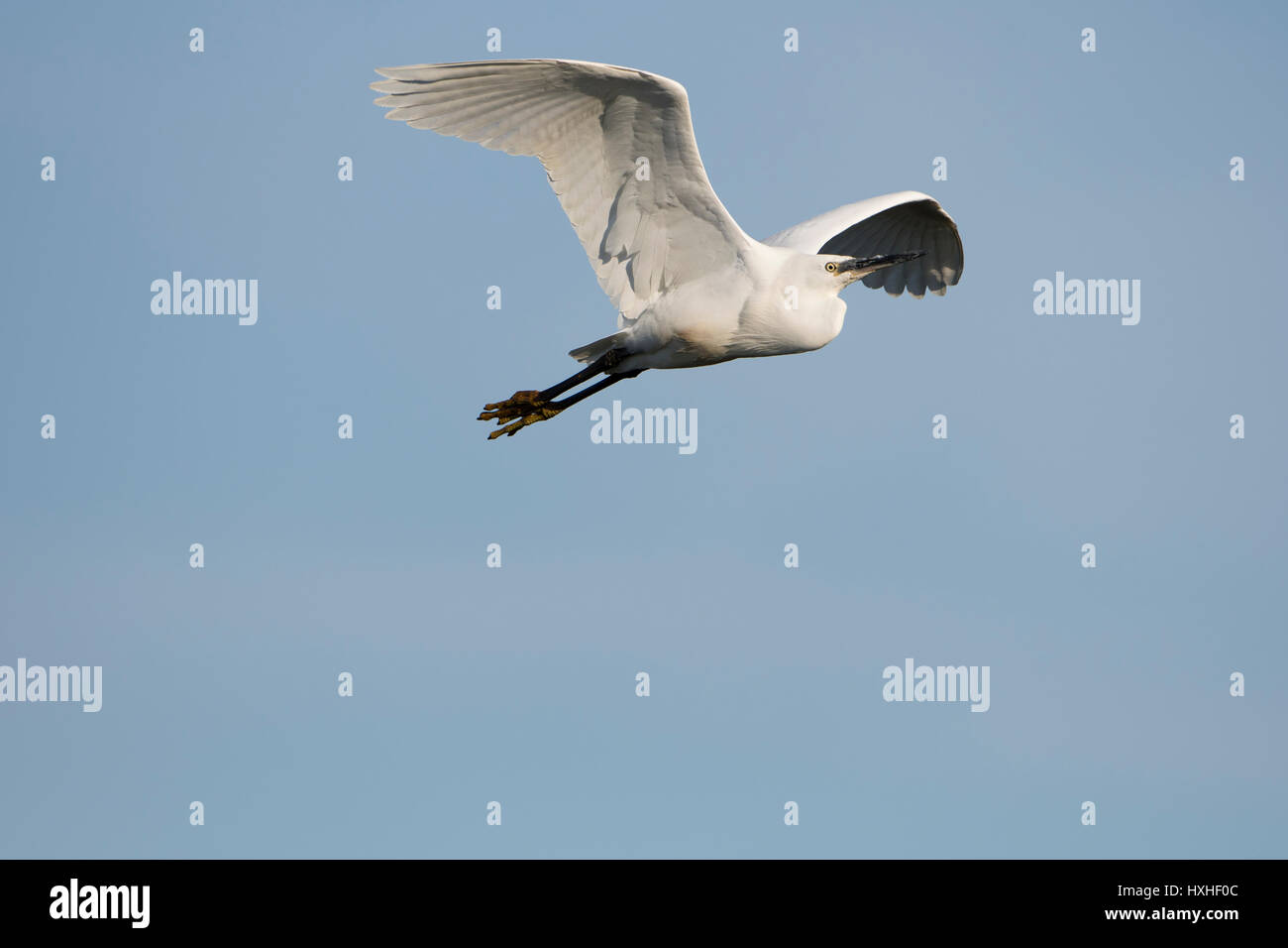 Ein Seidenreiher (Egretta Garzetta) im Flug gegen blauen Himmel, Rye Harbour Nature Reserve, East Sussex, UK Stockfoto