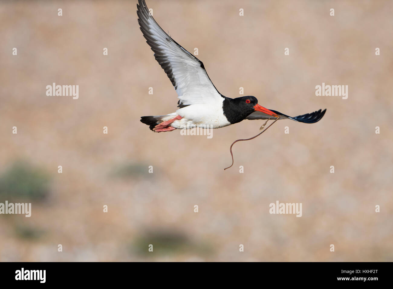 Eine eurasische Austernfischer (Haematopus Ostralegus) im Flug mit Nahrung im Schnabel, Roggen Hafen Nature Reserve, East Sussex, UK Stockfoto