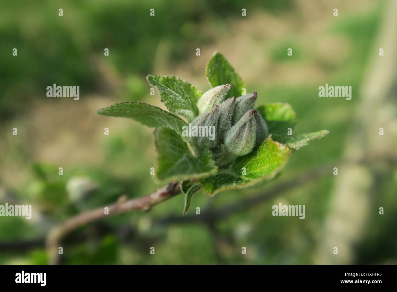 Plum Tree in bud Stockfoto