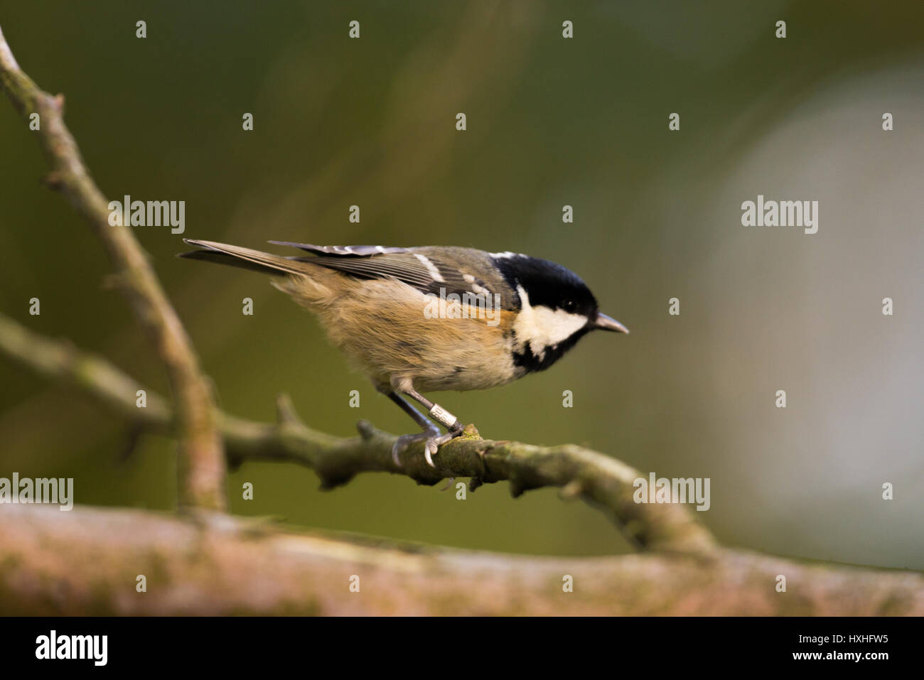 Tannenmeise Stockfoto