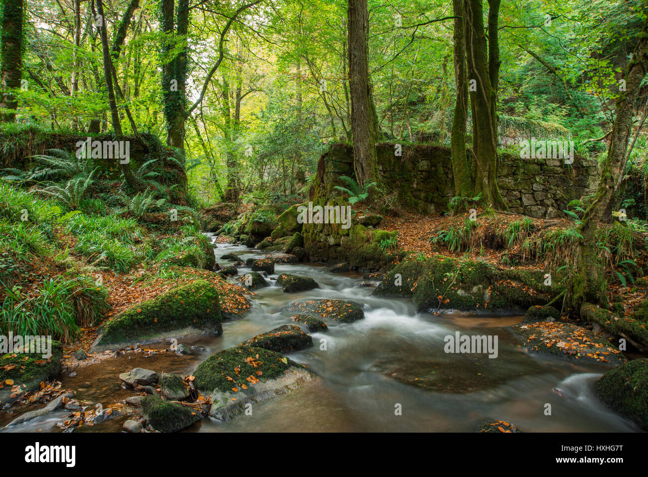 Natur findet immer einen Weg Stockfoto