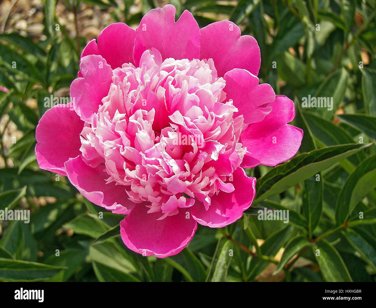 flauschige rosa Pfingstrose auf Anlage Stockfoto