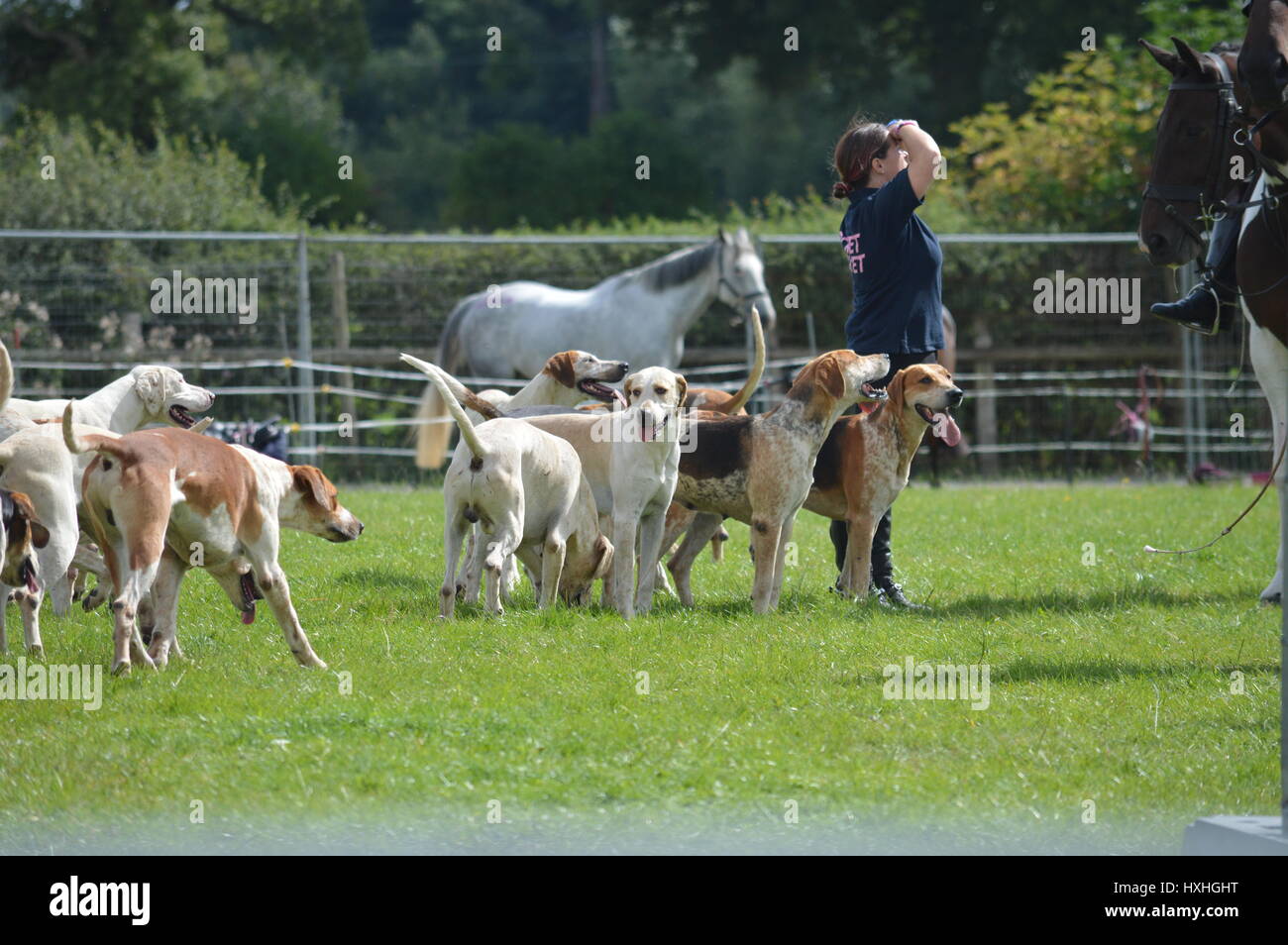 Hunde bereit für ihre Jagd auf einen Hund und Pferd Abendshow in Cheshire. Stockfoto