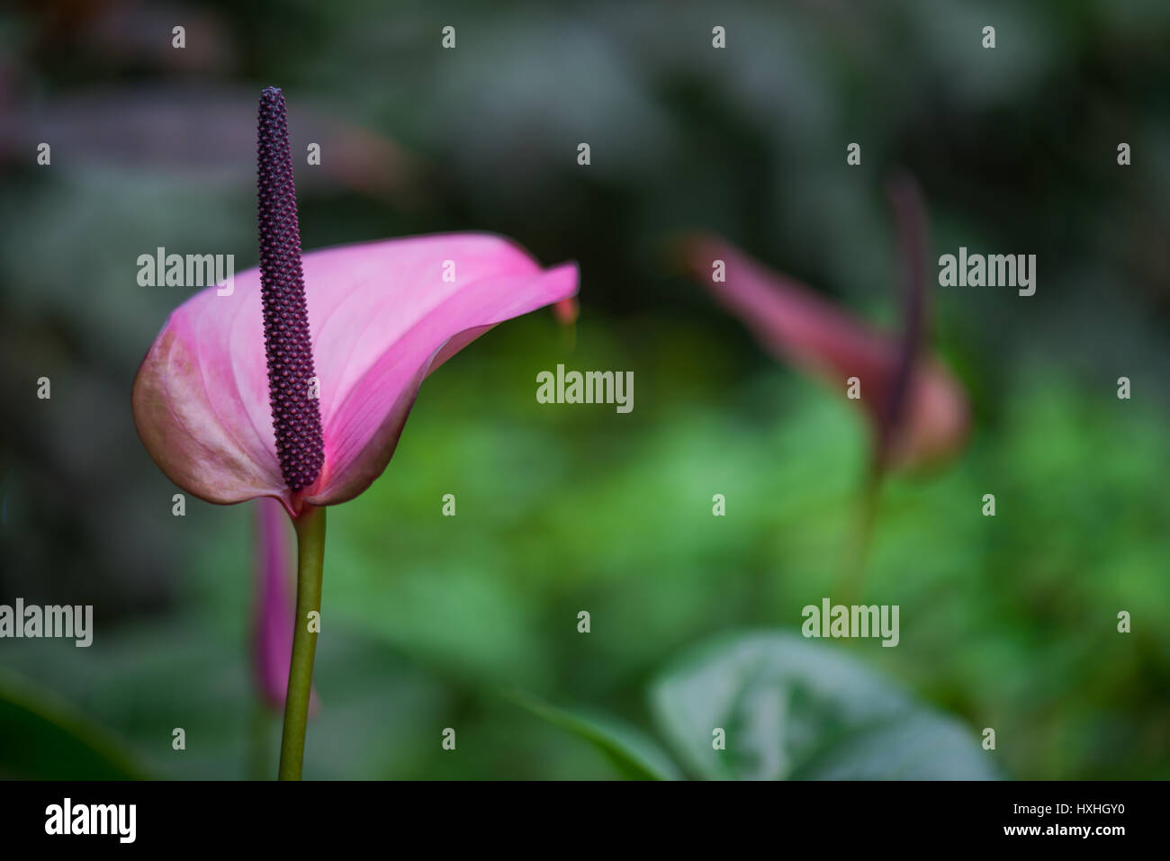 Eden Project Blume Stockfoto