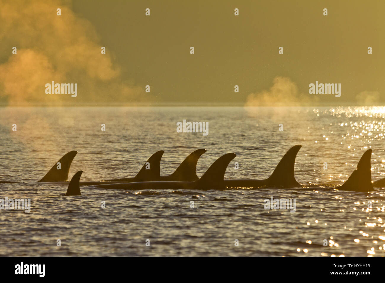 Gruppe der nördlichen Resident Orcas in der Johnstone Strait während Sonnenuntergang, Britisch-Kolumbien, Kanada reisen Stockfoto