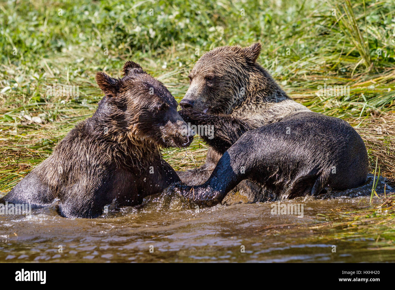 Grizzly Bärenjungen spielen in Glendale Cove, Knight Inlet, British Columbia, Kanada. Ursus arctos Stockfoto