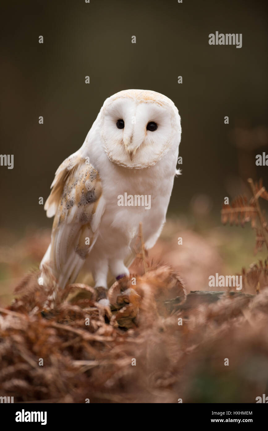 Hübsche Eule Stockfoto