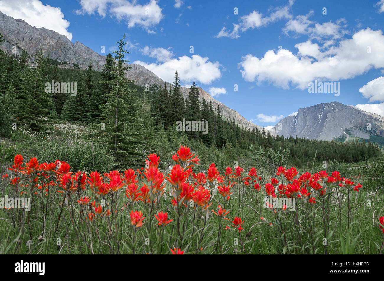 Pinsel-Blüten, Kananaskis, Alberta, Kanada Stockfoto