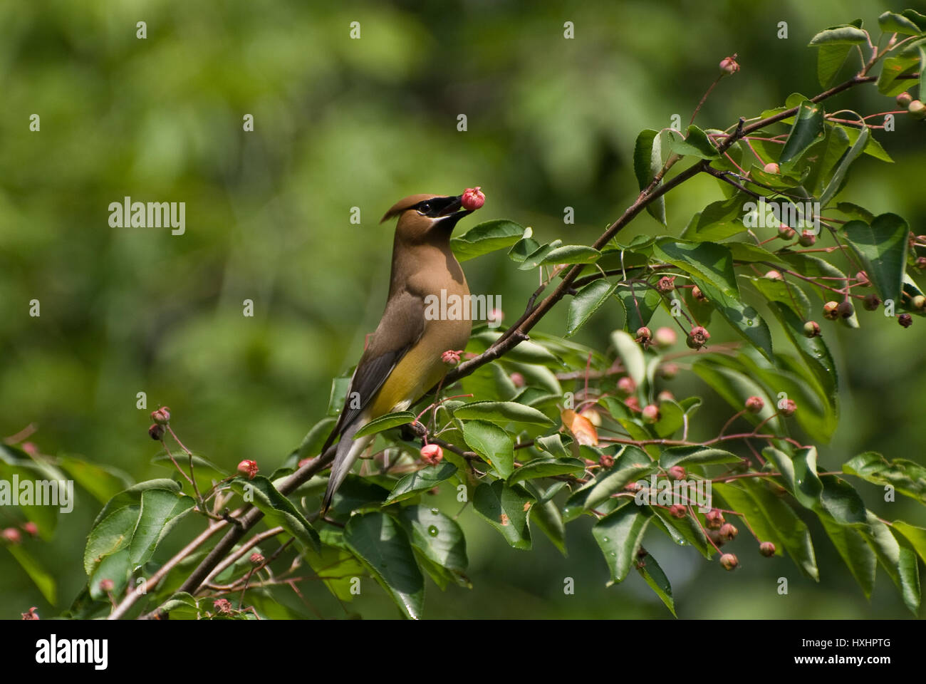 Eine Zeder (Waxwing Bombycilla cedrorum) in einem Serviceberry Baum gehockt. Stockfoto