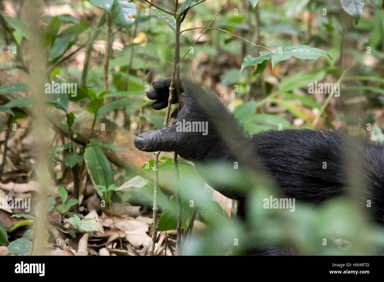 Nahaufnahme von Daumen und Hand von Schimpansen im Kibale Nationalpark, Uganda. Stockfoto