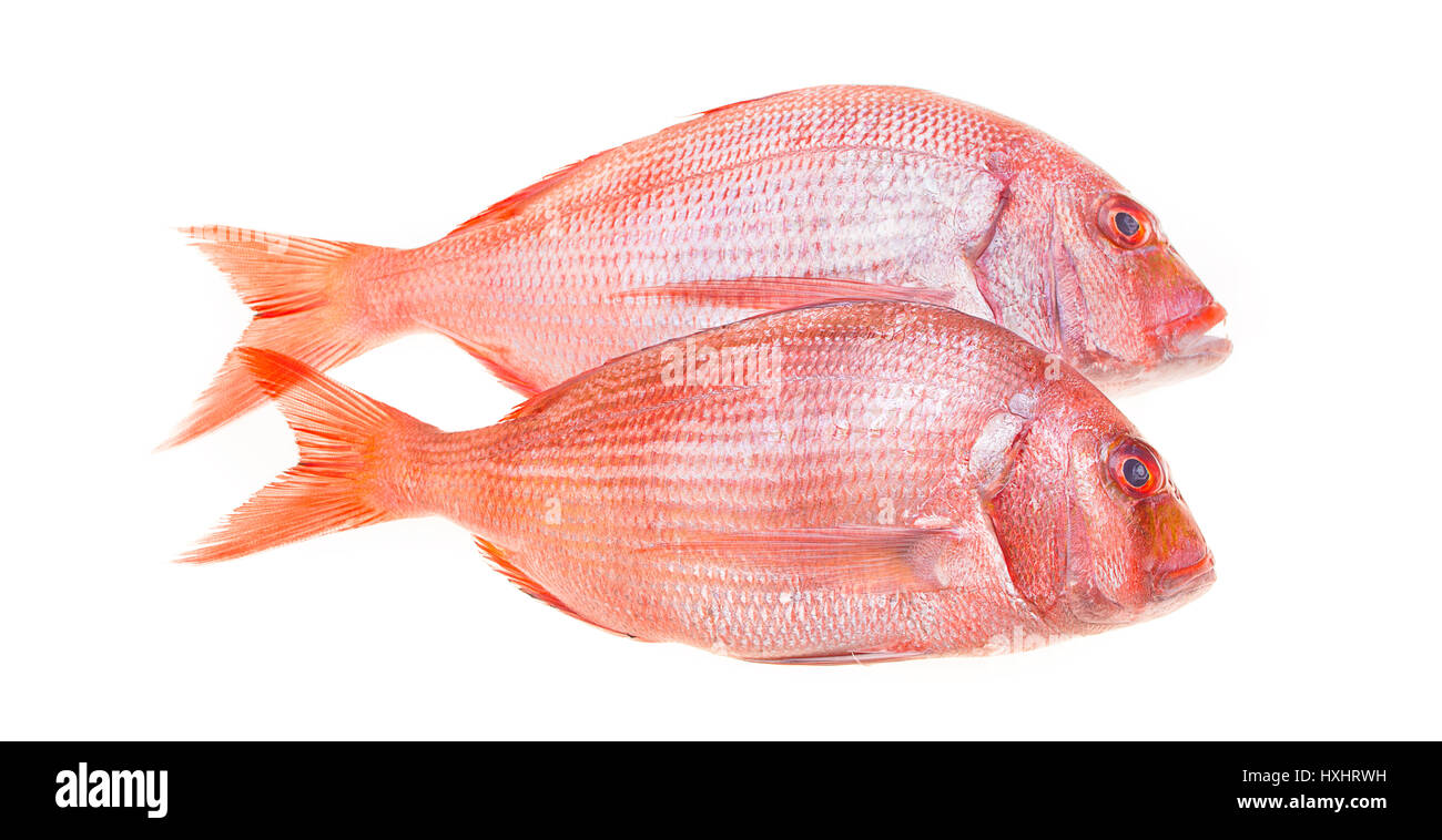 Frische Snapper Fisch isoliert auf weiss. Stockfoto