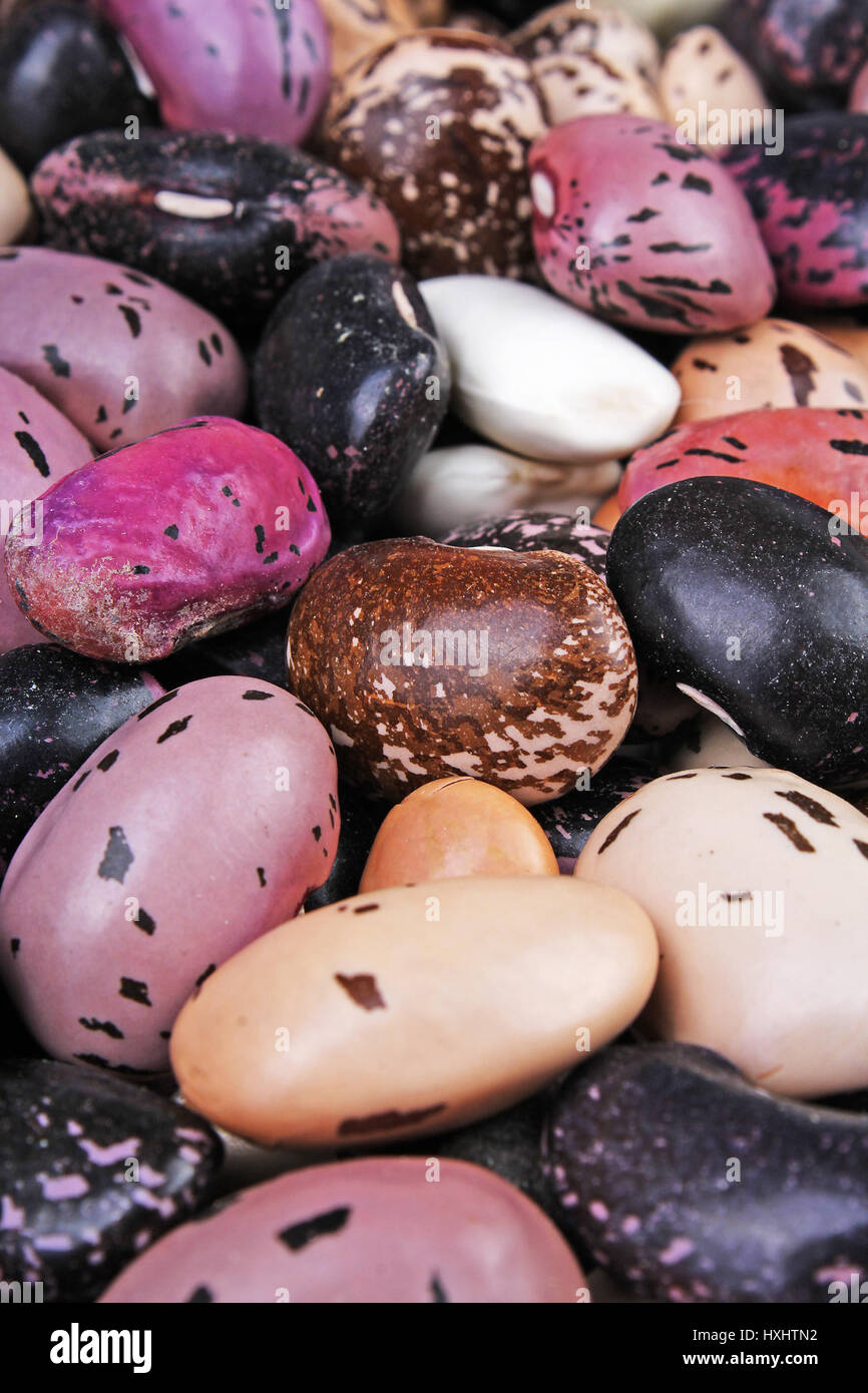 Phaseolus acutifolius Fotos und Bildmaterial in hoher Auflösung Alamy