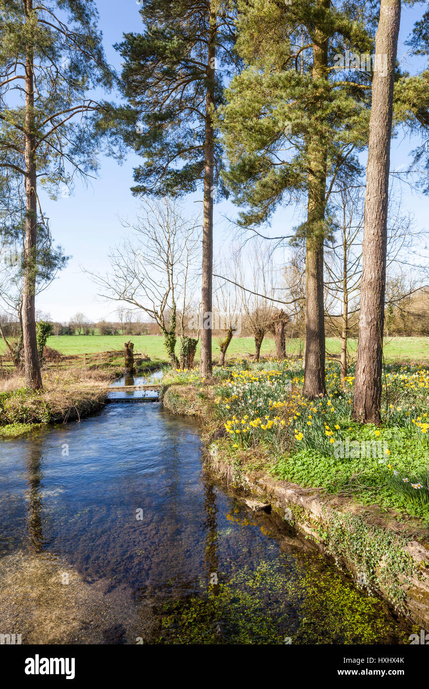 Frühling in den Cotswolds - Fluss Leach in Southtrop, Gloucestershire UK Stockfoto