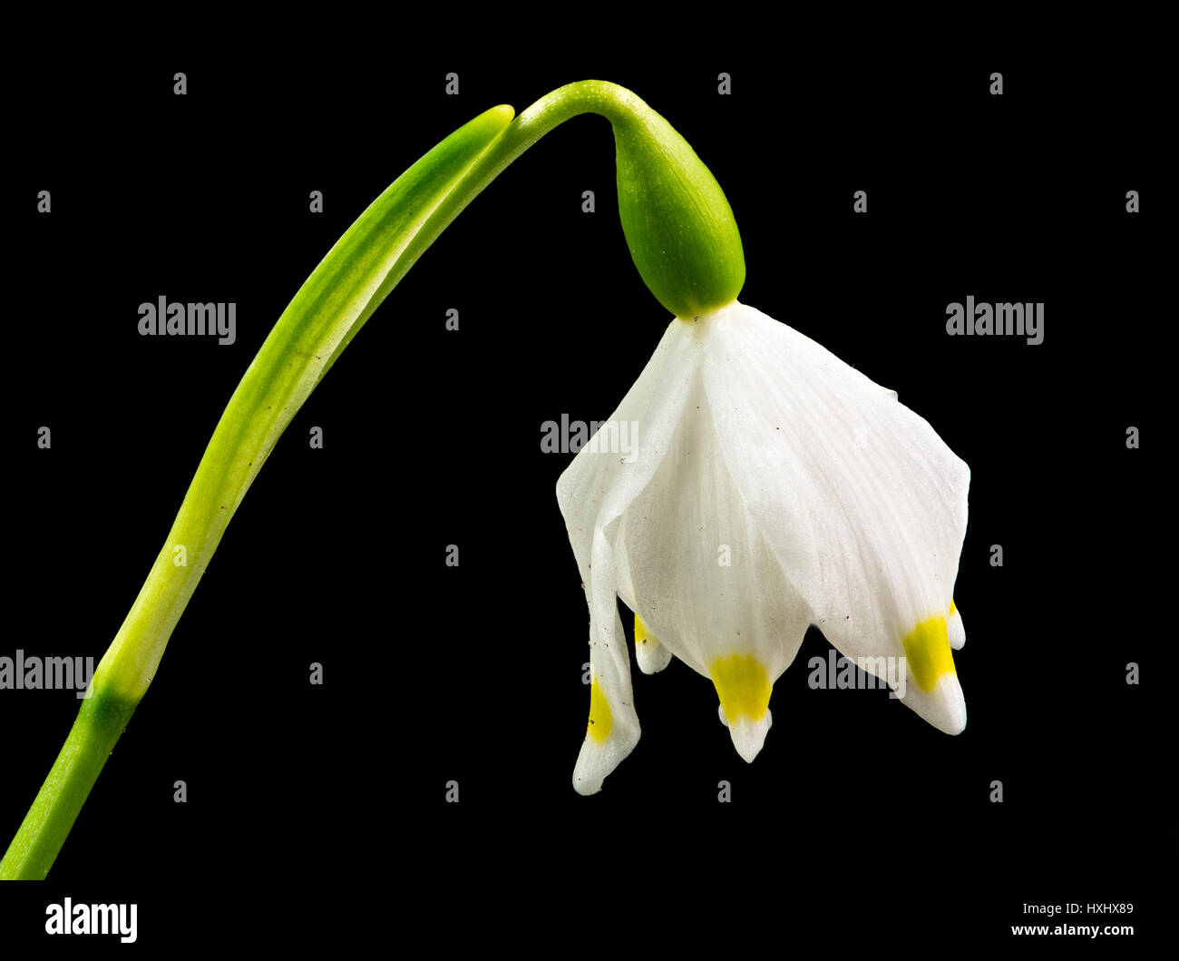 Makroaufnahme einer eine Frühlingsblume Schneeflocke (Leucojum Vernum) isoliert auf schwarz Stockfoto