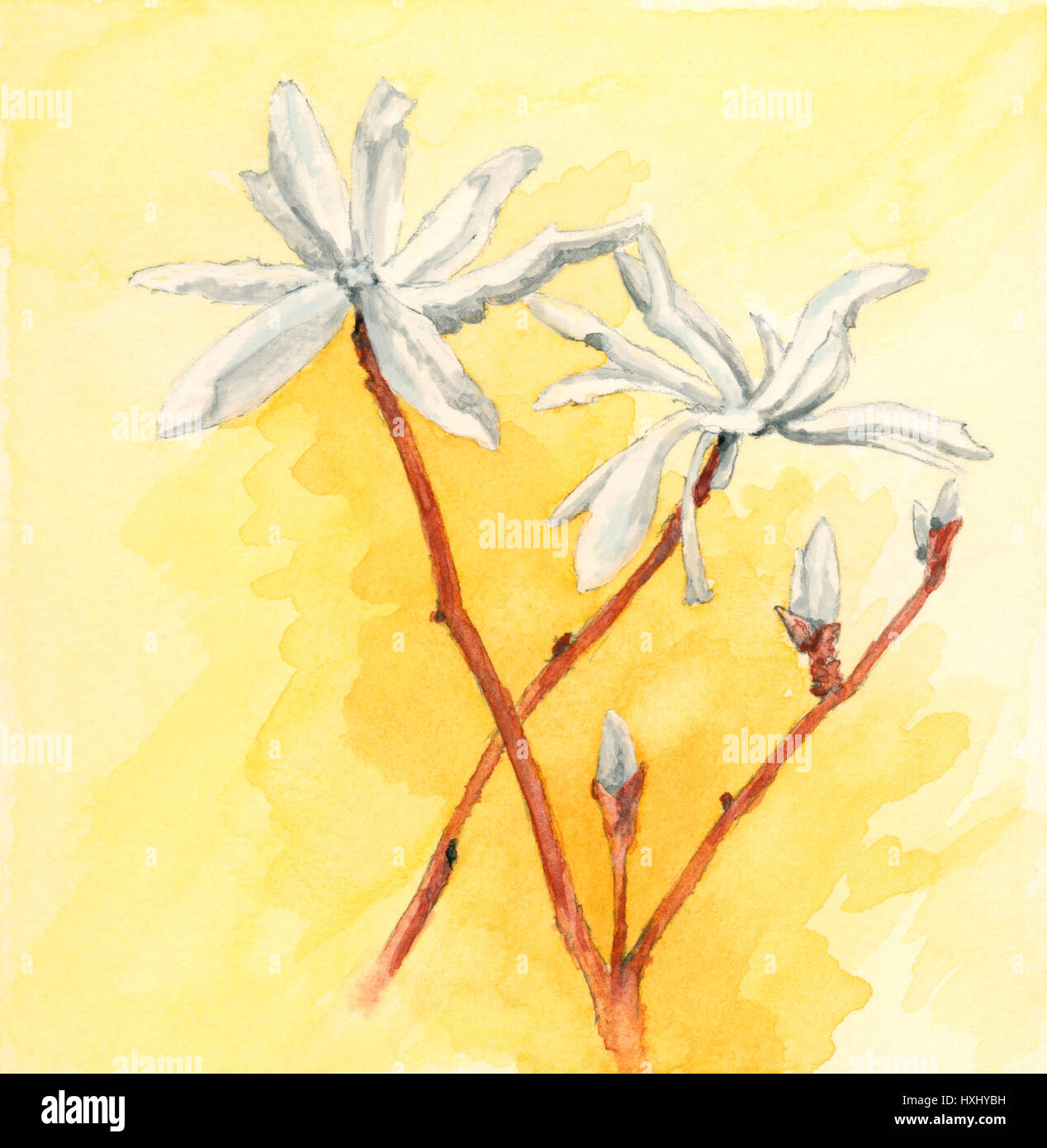 Kobushi-Magnolie (Magnolia Kobus) Blumen. Gouache-Malerei auf Papier. Stockfoto