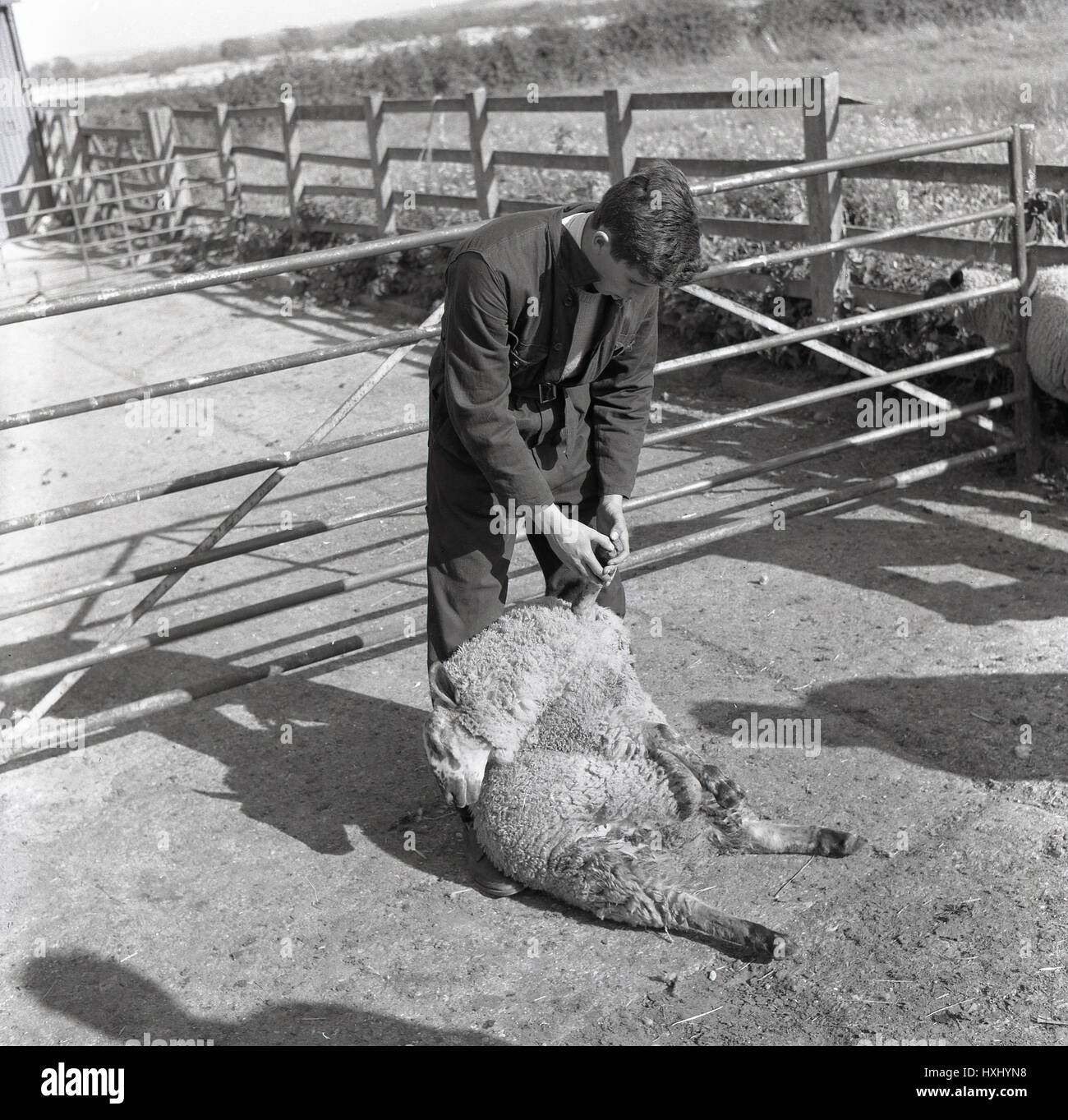 1960, historische, draußen im Hof einer jungen männlichen Erwachsenen eine Ausbildung zum Landwirt überprüft ein Schaf klauen oder Fuß auf Anzeichen von Fuß Fäulnis, England. Stockfoto