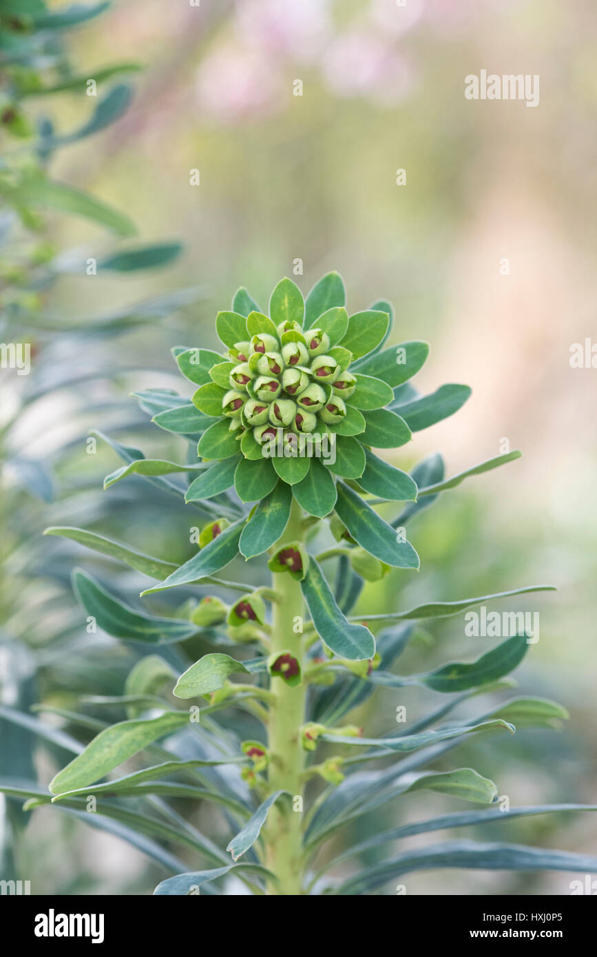 Euphorbia. Wolfsmilch Pflanze Anfang bis Anfang März blühen. UK Stockfoto