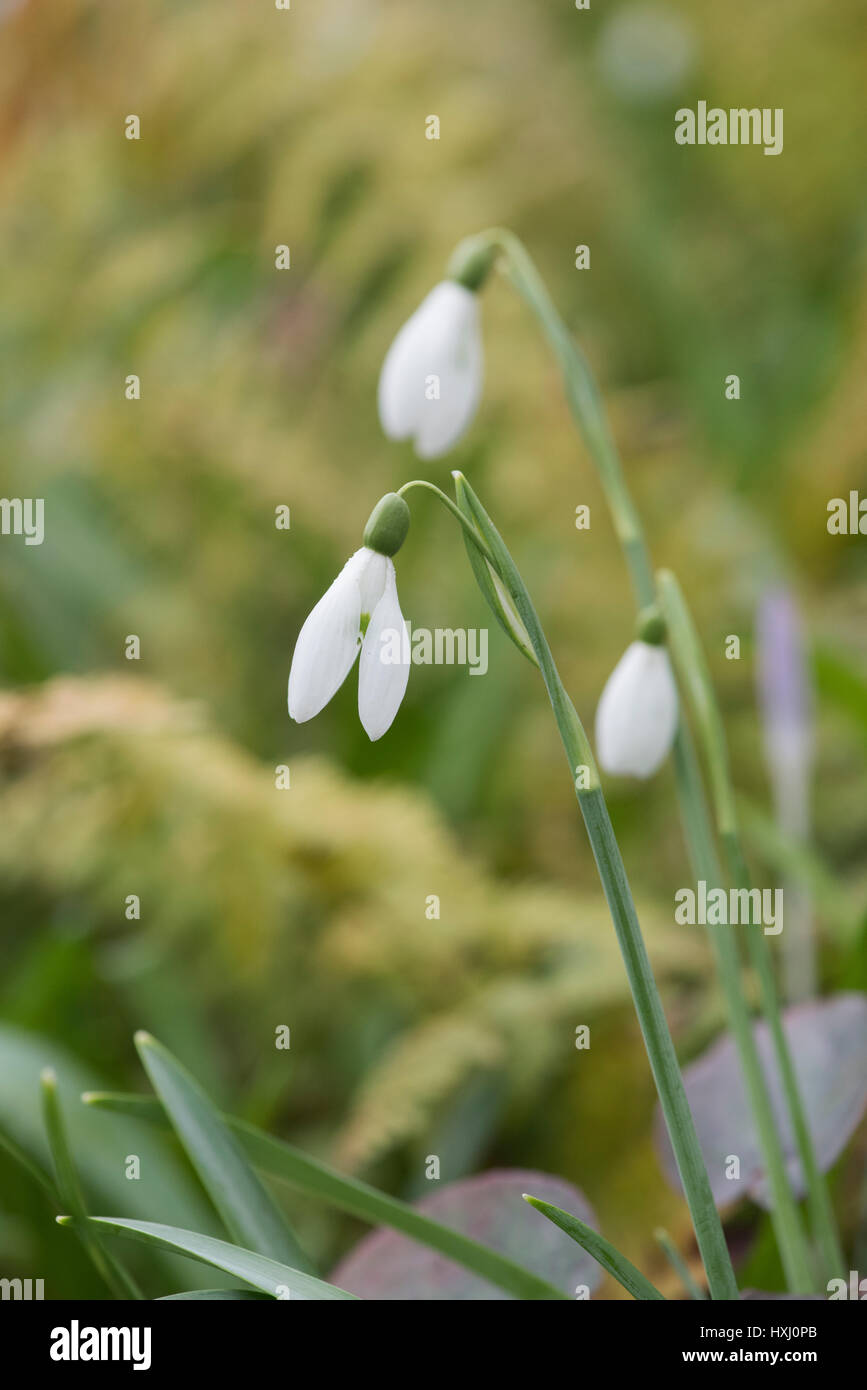 Galanthus. Schneeglöckchen blühen in einem englischen Wald Garten Anfang März. UK Stockfoto