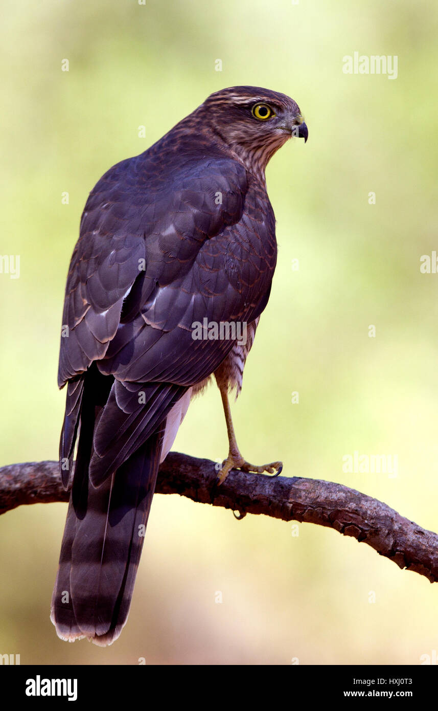 Accipiter nisus Stockfoto