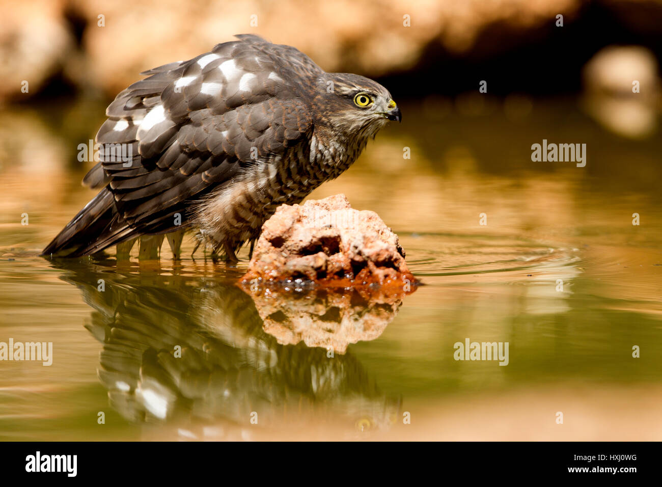 Accipiter nisus Stockfoto