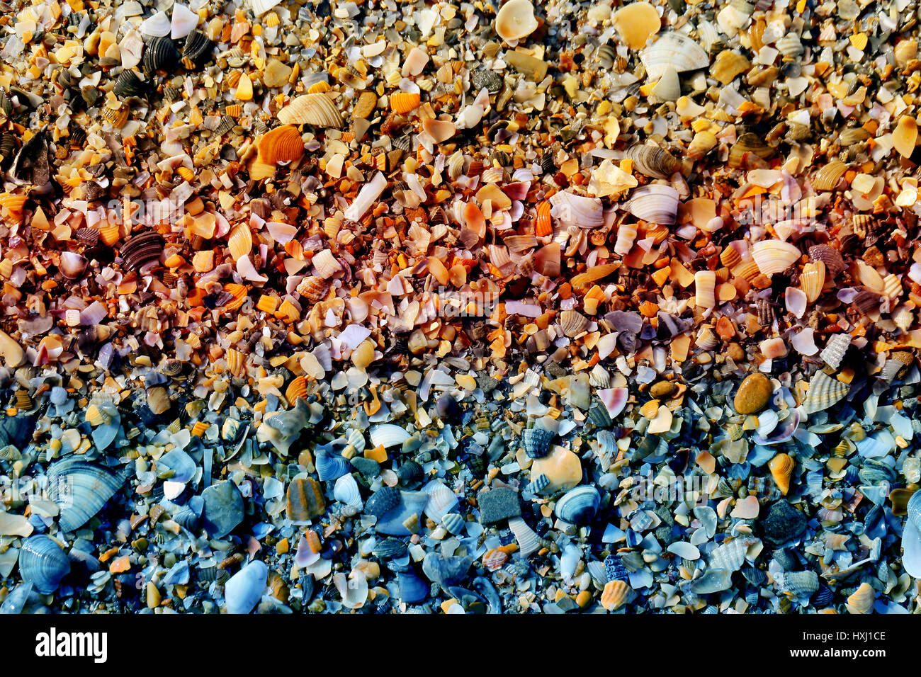 Ein Meer aus Sand Shell Fragmente in Nahaufnahme fotografiert Stockfoto