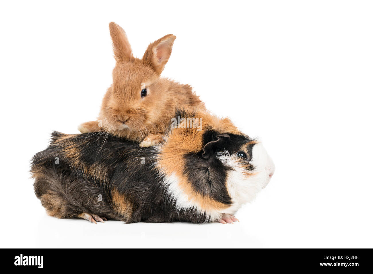 Schöne rothaarige Kaninchen kletterte eine mehrfarbige Meerschweinchen isoliert auf weißem Hintergrund Stockfoto