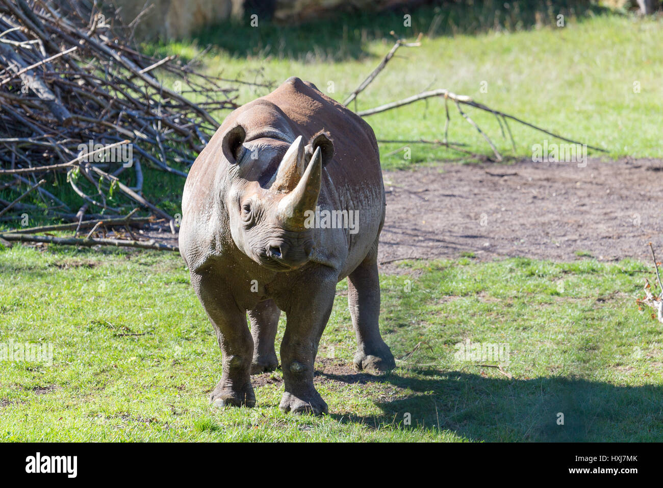 Haken-lippige rhino Stockfoto