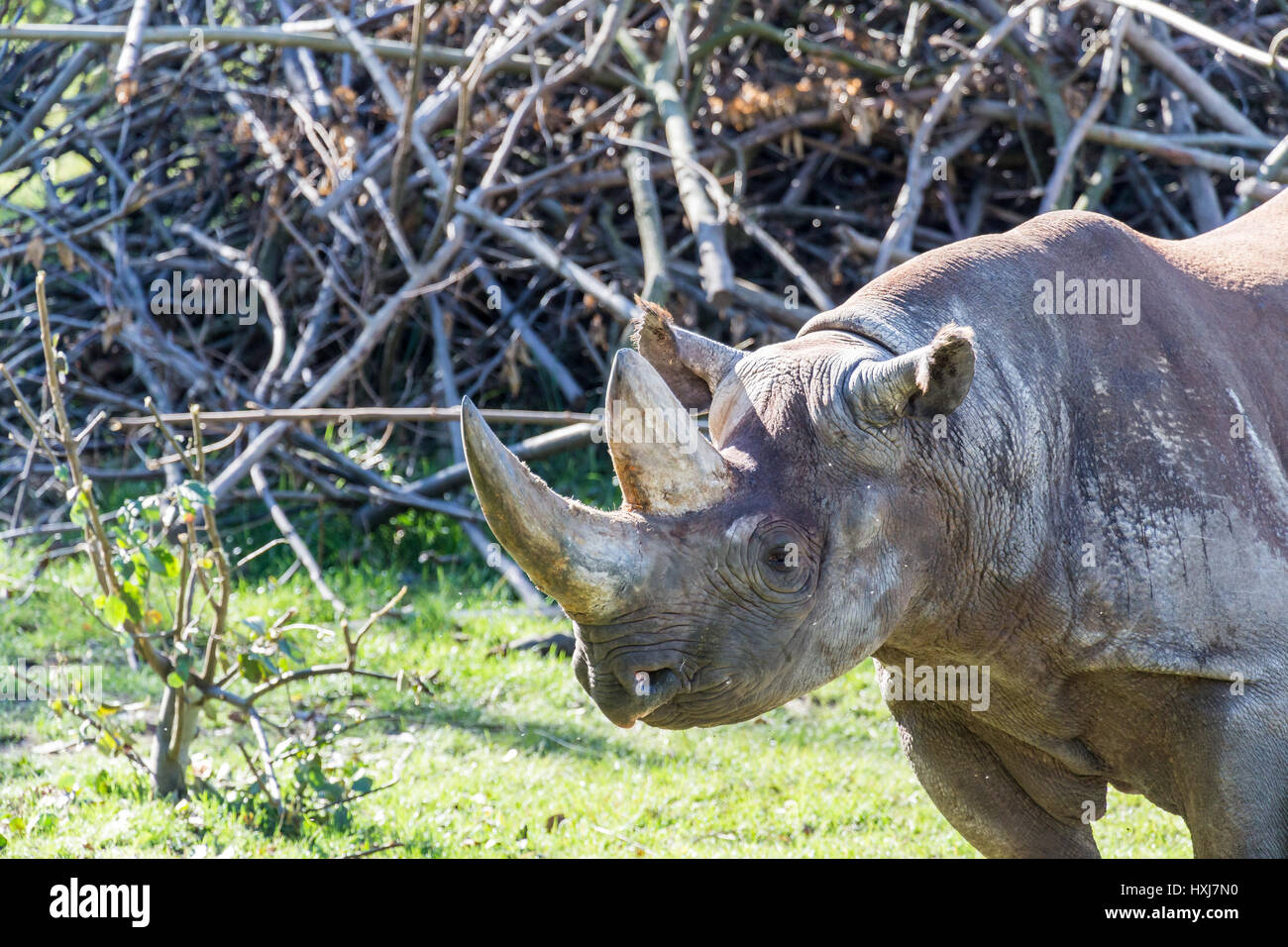 Haken-lippige rhino Stockfoto