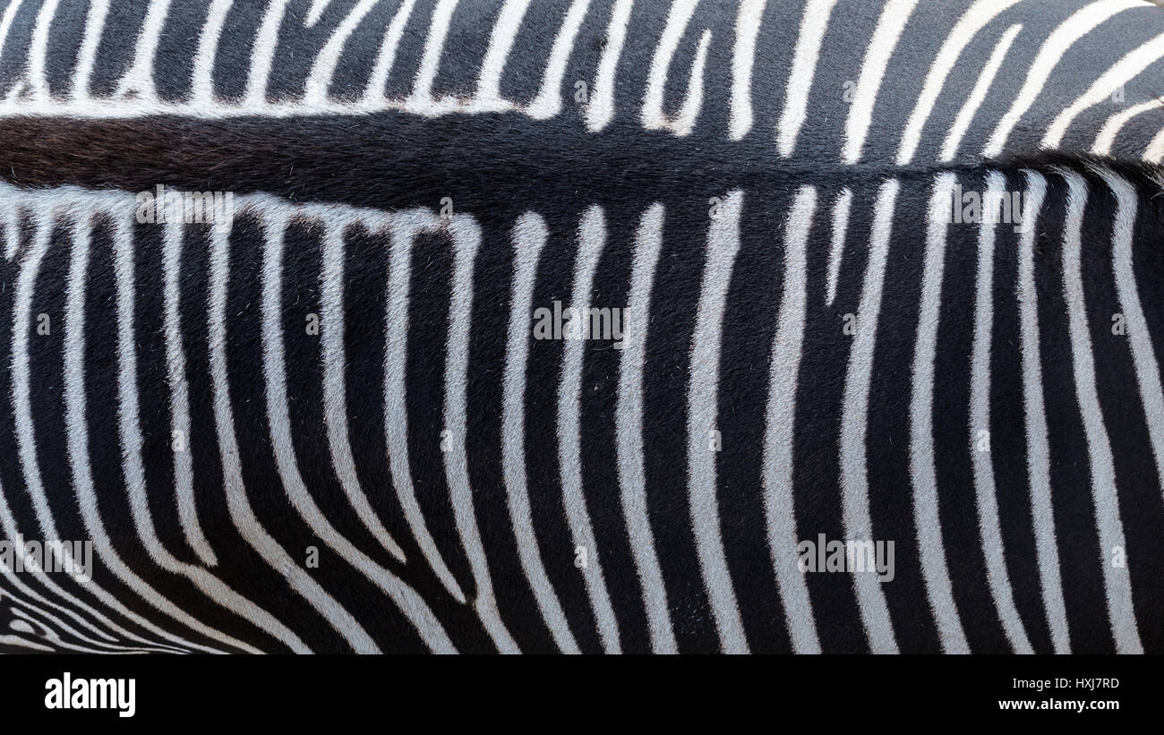 Zebra-Streifen Stockfoto