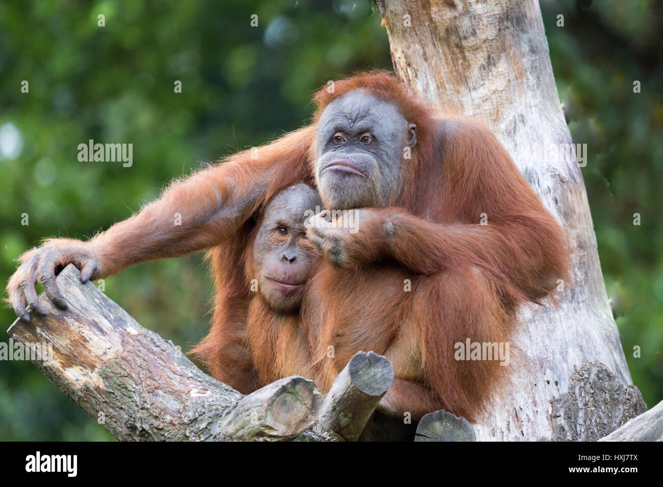 Orang Utans kuscheln Stockfoto