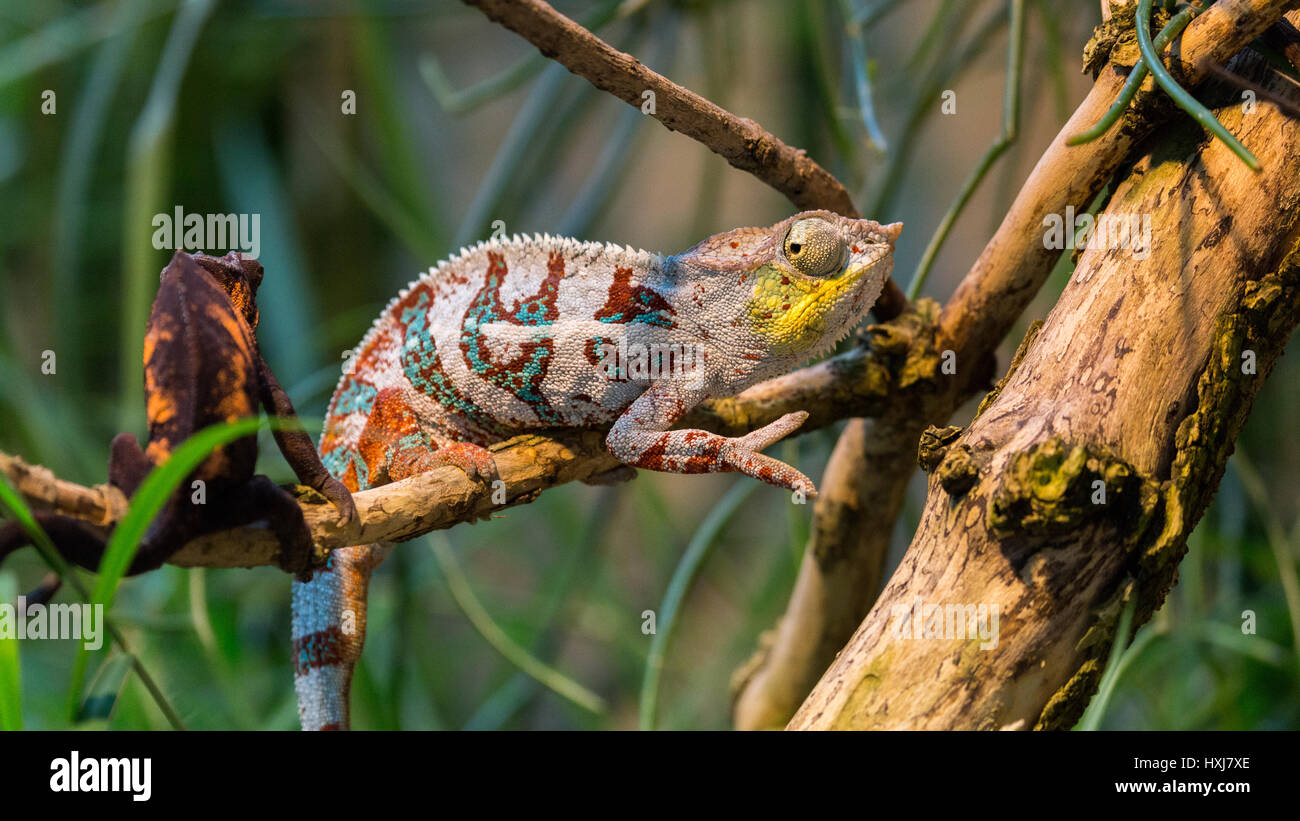 Chamelion ruht auf einem Zweig Stockfoto