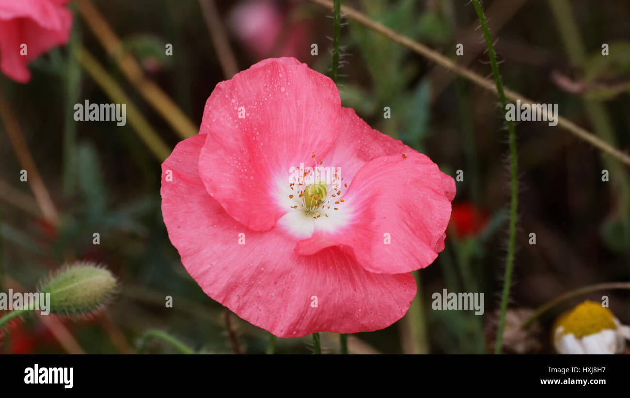 Mohn im Gerstenfeld Stockfoto