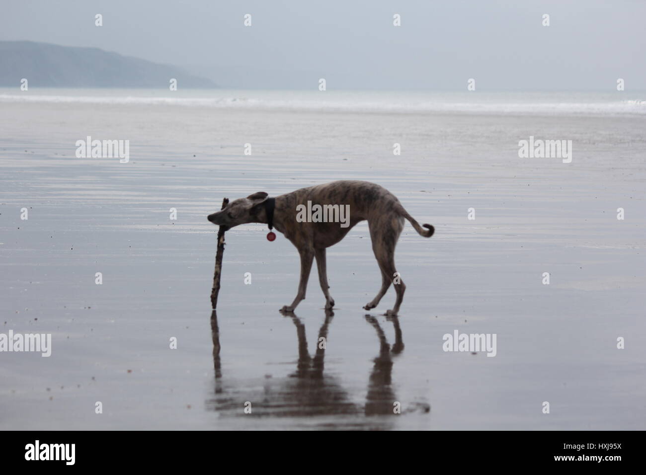 Aberystwyth Borth Wales Vereinigtes Königreich Wetter 28th Mar, 2017. Ein dumpfer, aber warmer Start in den Tag an der walisischen Küste in Ceredigion, Ebbe und glückliche Hunde genießen einen Sprint auf dem verlassenen weichen silbernen Sand. Kredit: mike davies/Alamy Live Nachrichten Stockfoto