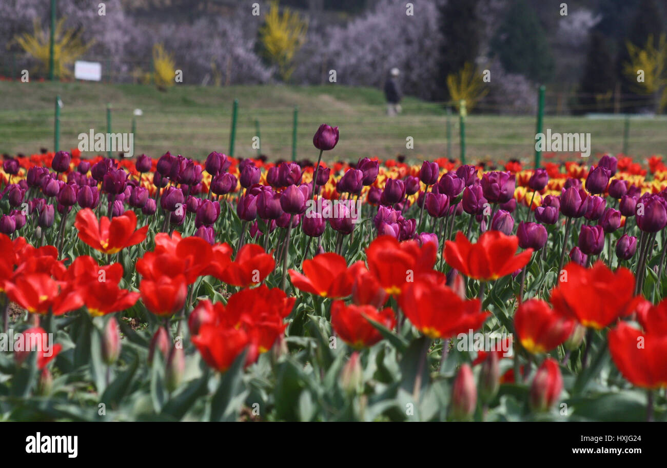 Srinagar, Kaschmir. 29. März 2017. Blick auf Tulpe Garten. Wie der Frühling in setzt und Blumen in voller Blüte stehen, ist für den 1. April das Tulpenfest bereit. Das Festival wird auf das Indira Gandhi Memorial Tulpe Garten, mit Blick auf den malerischen Dal Lake gehostet werden. Der Garten verfügt über mehr als 20 Lakh Tulpen 46 Sorten und seiner Eröffnung markiert den Beginn der Tourismussaison im Tal. Bildnachweis: Sofi Suhail/Alamy Live-Nachrichten Stockfoto