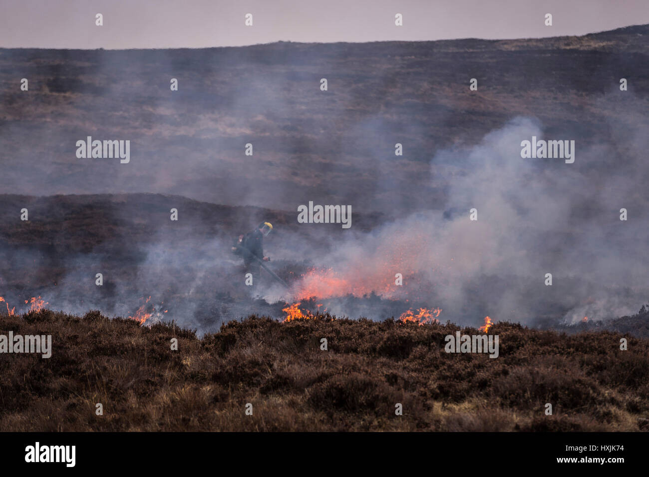 Ein Alleinarbeiter erlischt wieder Brände als Heather Burns auf einem Hügel während einer Muirburn auf einer Heide Moor in der Nähe von Inverness. Ein Muirburn ist kontrollierte Heather Feuer und gilt als eine wichtiger Flächen-Management-Praxis. Stockfoto