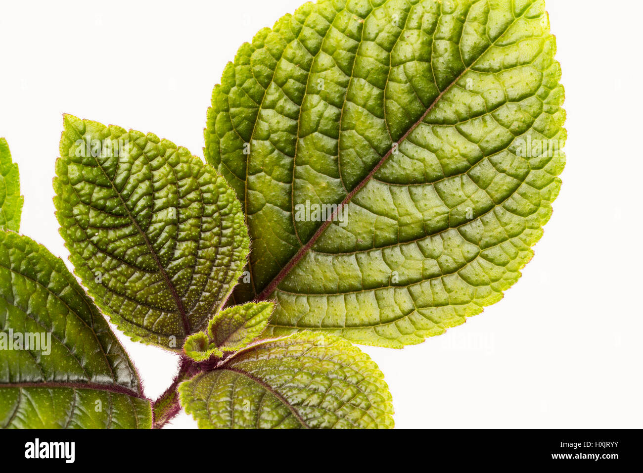 Nahaufnahme von bunten grün und Burgund rot Plechanthus Blätter Stockfoto